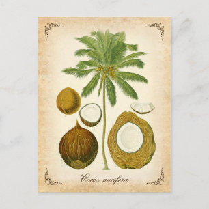 Die Kokospalme - Vintage-Illustration Postkarte