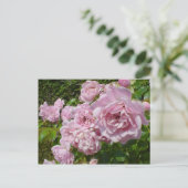 Die Königin der schwedischen Rose Postkarte (Stehend Vorderseite)