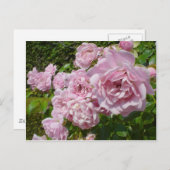 Die Königin der schwedischen Rose Postkarte (Vorne/Hinten)