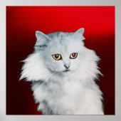 DIE KÖNIGIN DER WEISSEN KATZEN, DER ROTEN RUBY POSTER (Vorne)