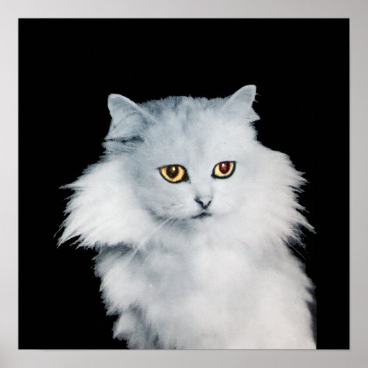 DIE KÖNIGIN DER WEISSEN KATZEN POSTER (Vorne)