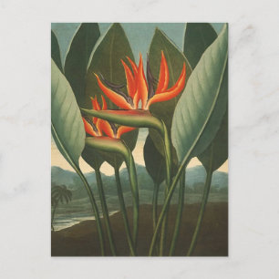 'Die Königin (Paradiesvogel)' - Tempel der Flora Postkarte