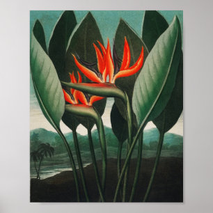 Die Königin-Pflanze aus The Temple of Flora Poster