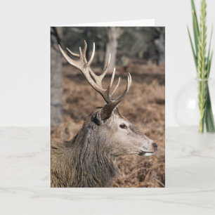 Die königlichen Hirsche im Richmond Park, London,  Karte