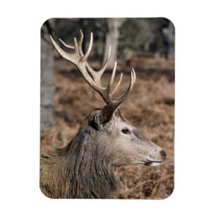 Die königlichen Hirsche im Richmond Park, London,  Magnet