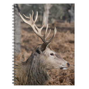 Die königlichen Hirsche im Richmond Park, London, Notizblock