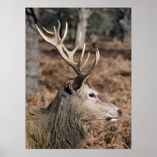 Die königlichen Hirsche im Richmond Park, London, Poster