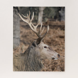 Die königlichen Hirsche im Richmond Park, London,  Puzzle