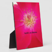 Die kosmische Rose: Das Täuschungsdesign der Natur Fotoplatte (Seite)