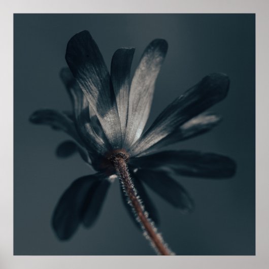 Die köstlich dunkle Blume Poster (Vorne)