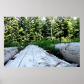 Die Kraft des Waldes Poster (Vorne)