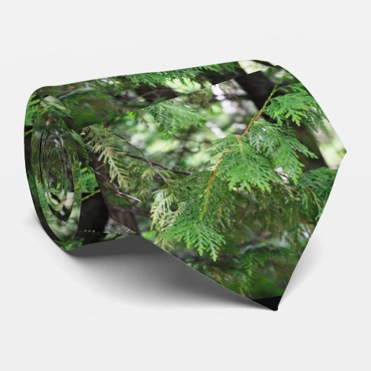 Die Krawatte der heiligen Zedern-Männer (Gerollt)