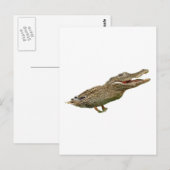 Die Krokodile Postkarte (Vorne/Hinten)
