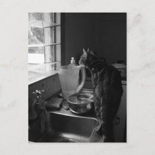 Die Küchen-Sink-Postkarten Postkarte
