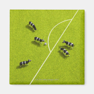 Die Kühe, die Fußball spielen Magnet
