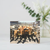 Die Kühe kamen Zuhause Postkarte (Stehend Vorderseite)