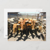 Die Kühe kamen Zuhause Postkarte (Vorne/Hinten)