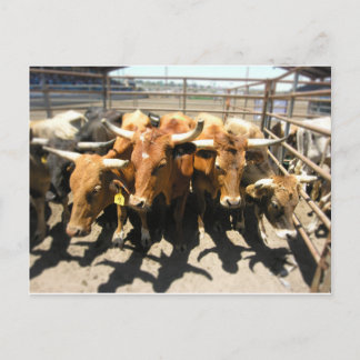 Die Kühe kamen Zuhause Postkarte