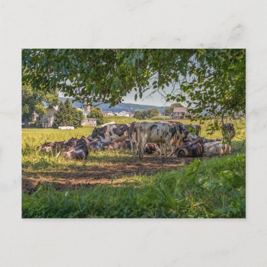 Die Kühe von Lancanster PA Postkarte (Vorderseite)