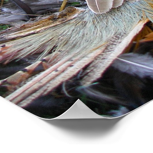 Die Kunst der Falconry: Roter Schwanz-Hawk auf Fas Poster (Ecke)