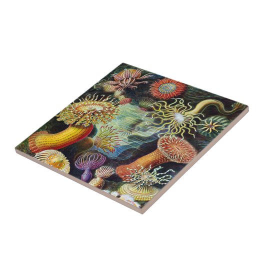 Die Kunst der Natur durch Ernst Haeckel Fliese (Seite)