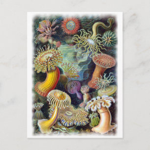 Die Kunst der Natur von Ernst Haeckel Postkarte
