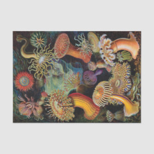 Die Kunst der Natur von Ernst Haeckel Seidenpapier