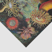 Die Kunst der Natur von Ernst Haeckel Seidenpapier (Ausschnitt)