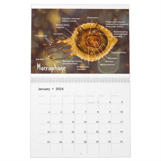 Die Kunst der Wissenschaft #3 Kalender (Jan 2026)