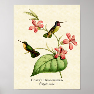 Die Kunst von Costa Hummingbird Poster