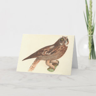 Die Kurze Eule (Otus palustris) New York Bird Karte