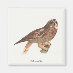 Die Kurze Eule (Otus palustris) New York Bird Magnet