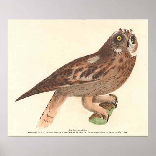 Die Kurze Eule (Otus palustris) New York Bird Poster (Vorne)