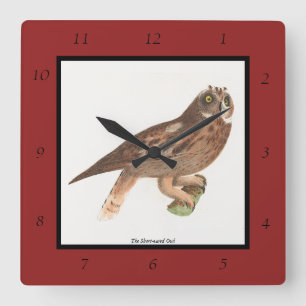 Die Kurze Eule (Otus palustris) New York Bird Quadratische Wanduhr
