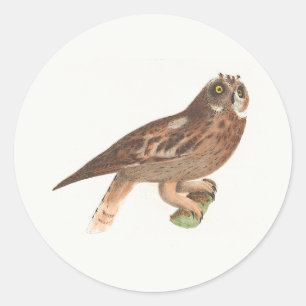 Die Kurze Eule (Otus palustris) New York Bird Runder Aufkleber