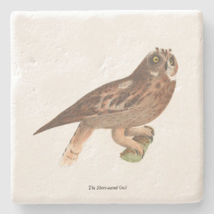 Die Kurze Eule (Otus palustris) New York Bird Steinuntersetzer