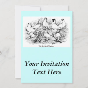 Die Kurzen Tumbler-Tauben Einladung