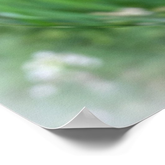 die Ladybugs Poster (Ecke)