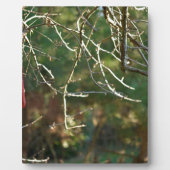 Die Laterne Fotoplatte (Vorderseite)