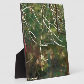 Die Laterne Fotoplatte (Seite)