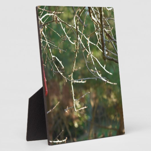 Die Laterne Fotoplatte (Seite)