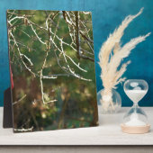 Die Laterne Fotoplatte (Seite)