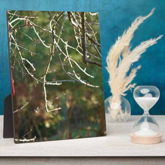 Die Laterne Fotoplatte (Seite)