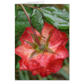 Die letzte Rose (Vorne)