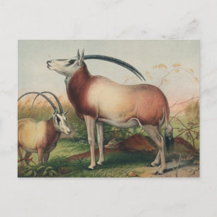 Die Leucoryx-Antilope von Joseph Wolf Postkarte
