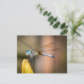 Die Libelle Postkarte (Stehend Vorderseite)
