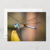 Die Libelle Postkarte (Vorne/Hinten)