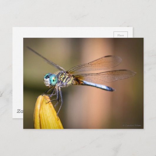 Die Libelle Postkarte (Vorne/Hinten)