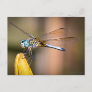 Die Libelle Postkarte