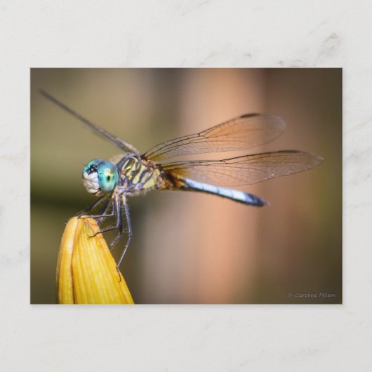 Die Libelle Postkarte (Vorderseite)